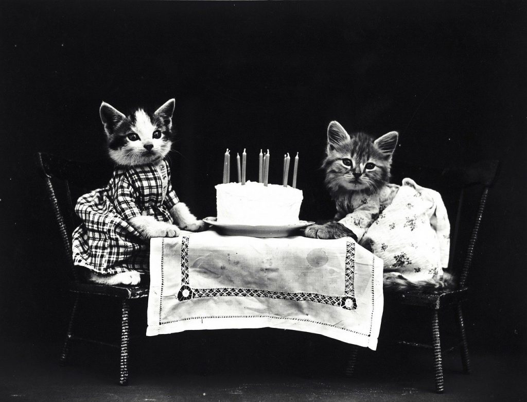 Deux chats déguisés assis face à face à une table avec un gâteau d'anniversaire rempli de bougies devant eux