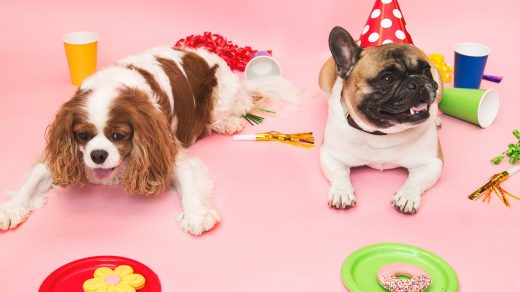 Deux chiens allongés sur le sol pour une fête d'anniversaire qui ont des assiettes devant eux avec des gâteaux